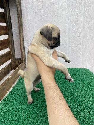 PUG MOPS YAVRULAR SIFIR BURUN GÜL KUYRUK
