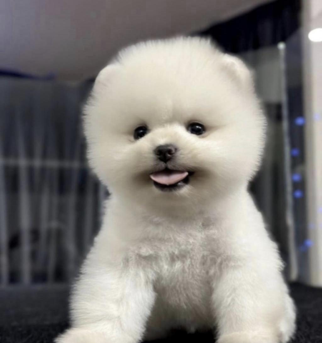 POMERANİAN BOO YAVRUSU