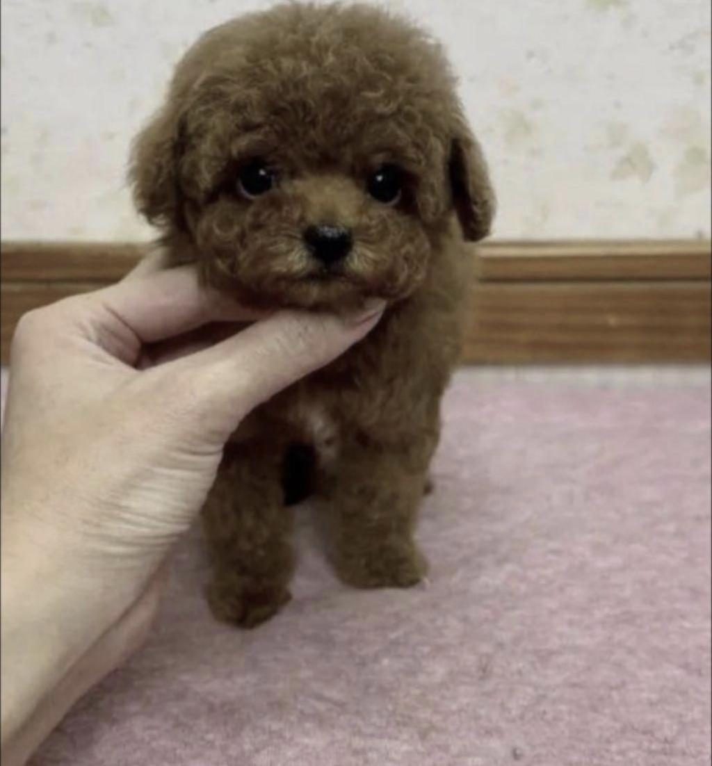 TOY POODLE KÖPEKLERİ