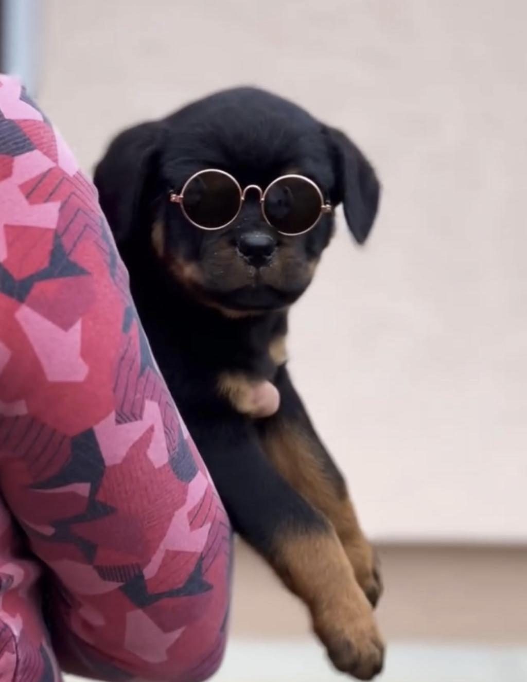 ROTTWEİLER KÖPEĞİ