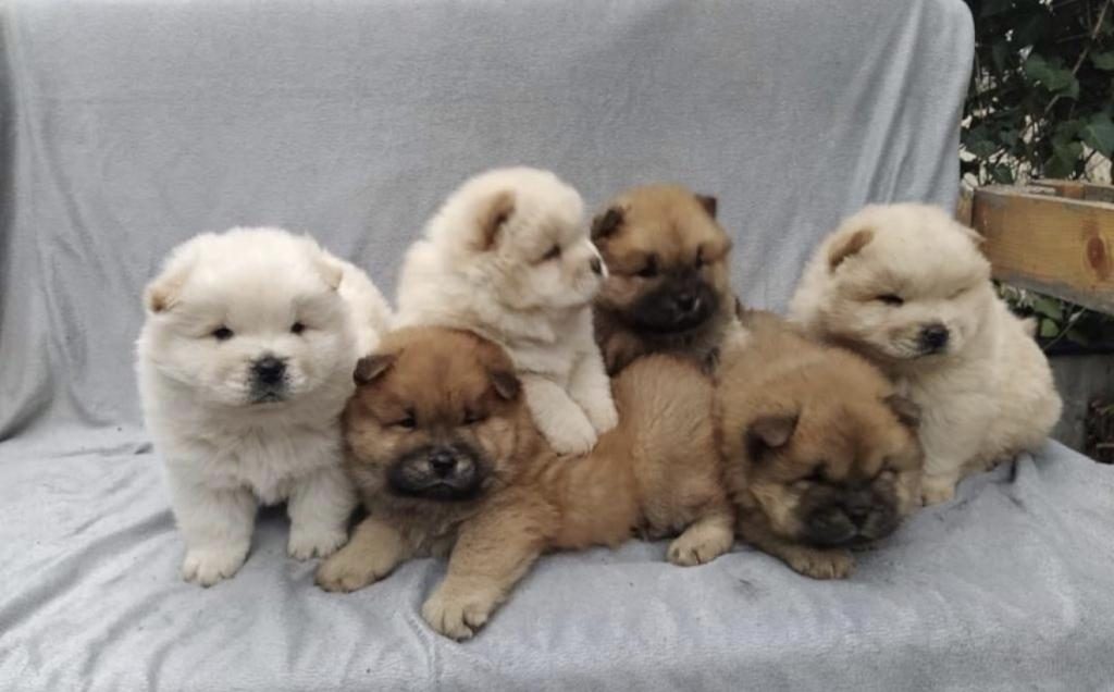 ORİJİNAL CHOW CHOW KÖPEKLERİ