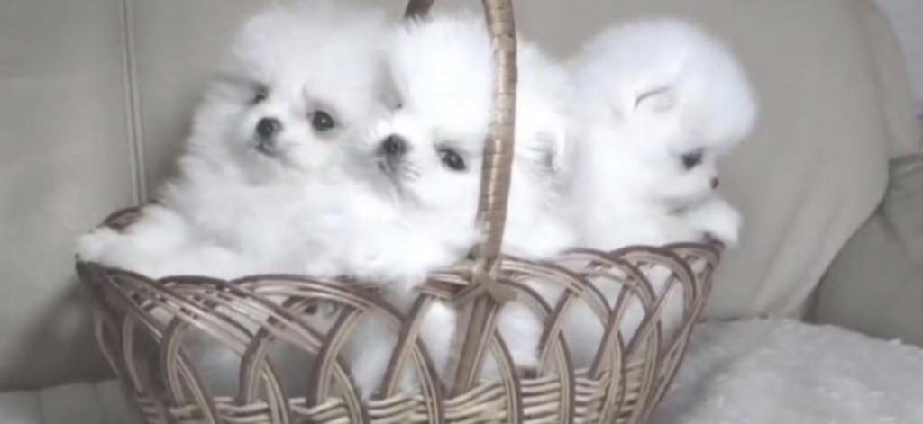 YAVRU POMERANİAN BOO