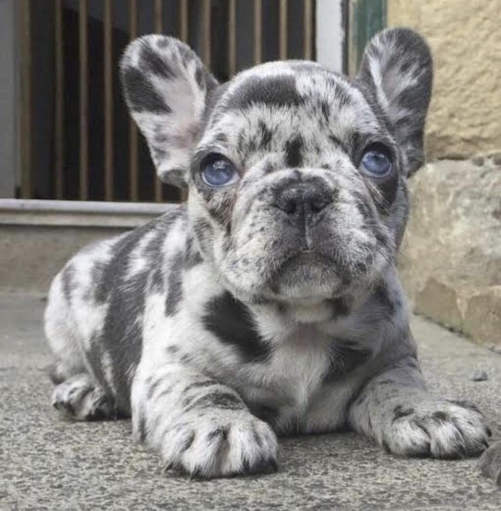 FRENCH BULLDOG KÖPEĞİ