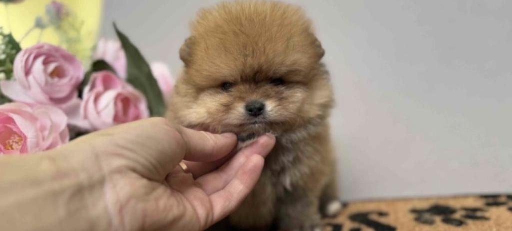 POMERANİAN BOO CİNSİ