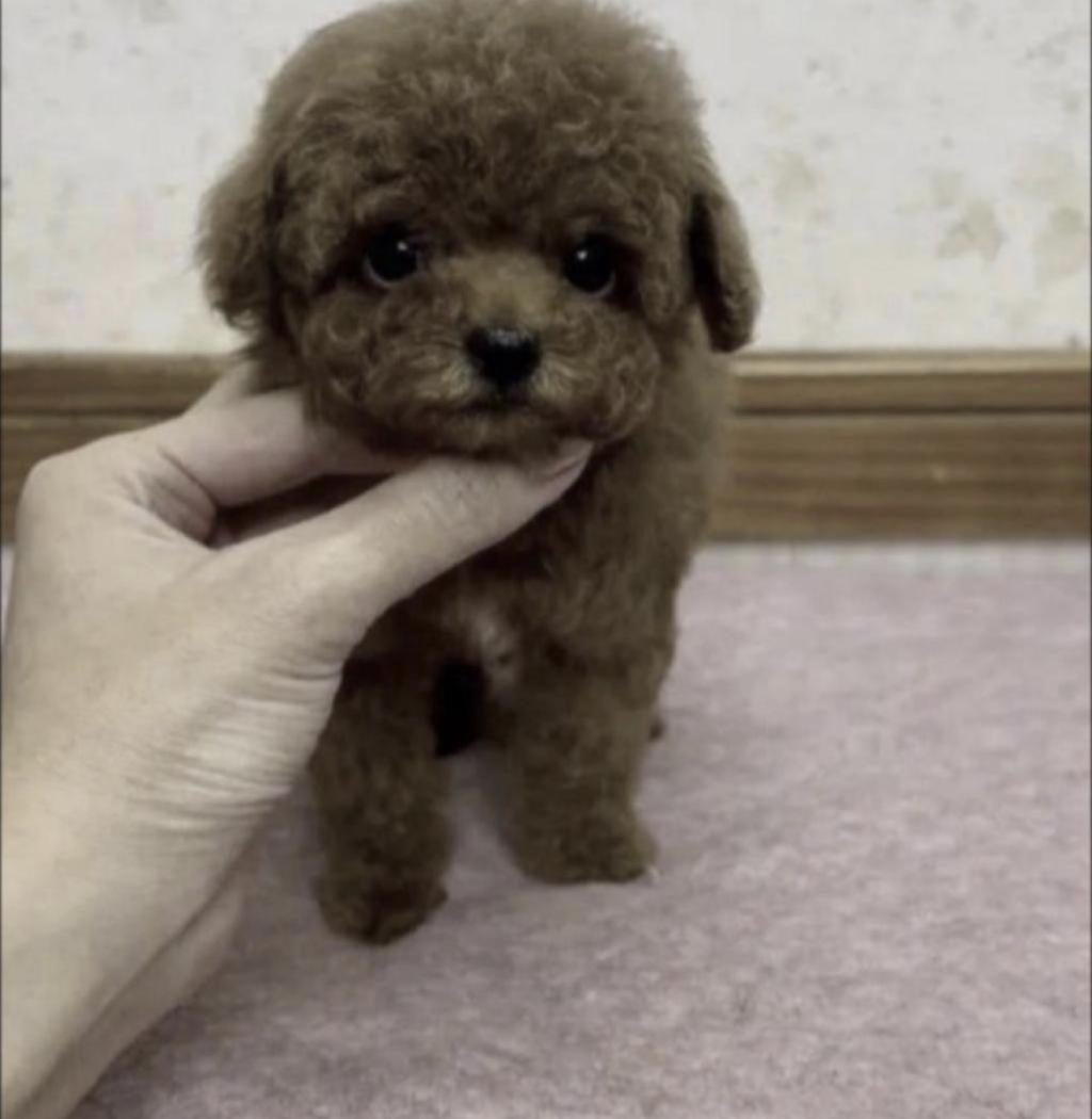 TOY POODLE KÖPEKLER