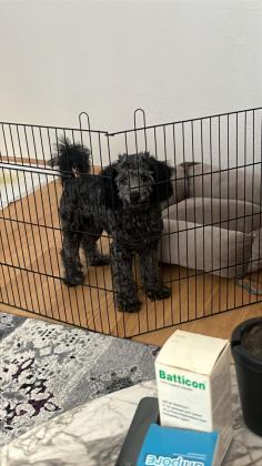 6 AYLIK SİLVER POODLE