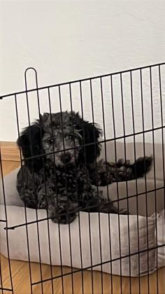 6 AYLIK SİLVER POODLE