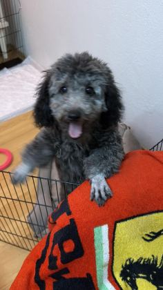 6 AYLIK SİLVER POODLE