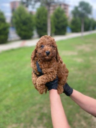 KIVIR KIVIR ORJİNAL POODLE MİNİŞLERİM