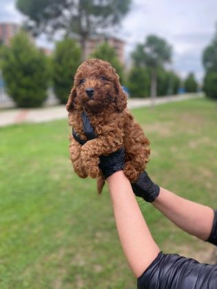 KIVIR KIVIR ORJİNAL POODLE MİNİŞLERİM