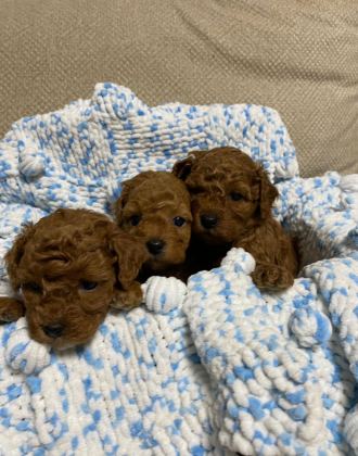 IRK SAĞLIK VE KİLO GARANTİLİ SAFKAN POODLE BEBEĞİM