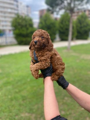 KIVIR KIVIR ORJİNAL POODLE MİNİŞLERİM