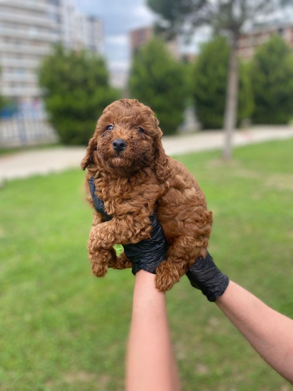 KIVIR KIVIR ORJİNAL POODLE MİNİŞLERİM