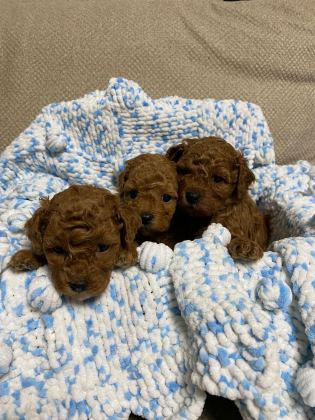 IRK SAĞLIK VE KİLO GARANTİLİ SAFKAN POODLE BEBEĞİM