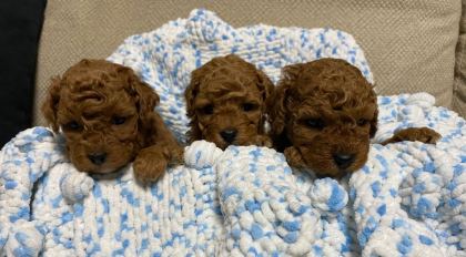 IRK SAĞLIK VE KİLO GARANTİLİ SAFKAN POODLE BEBEĞİM