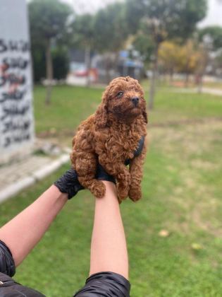 KIVIR KIVIR ORJİNAL POODLE MİNİŞLERİM