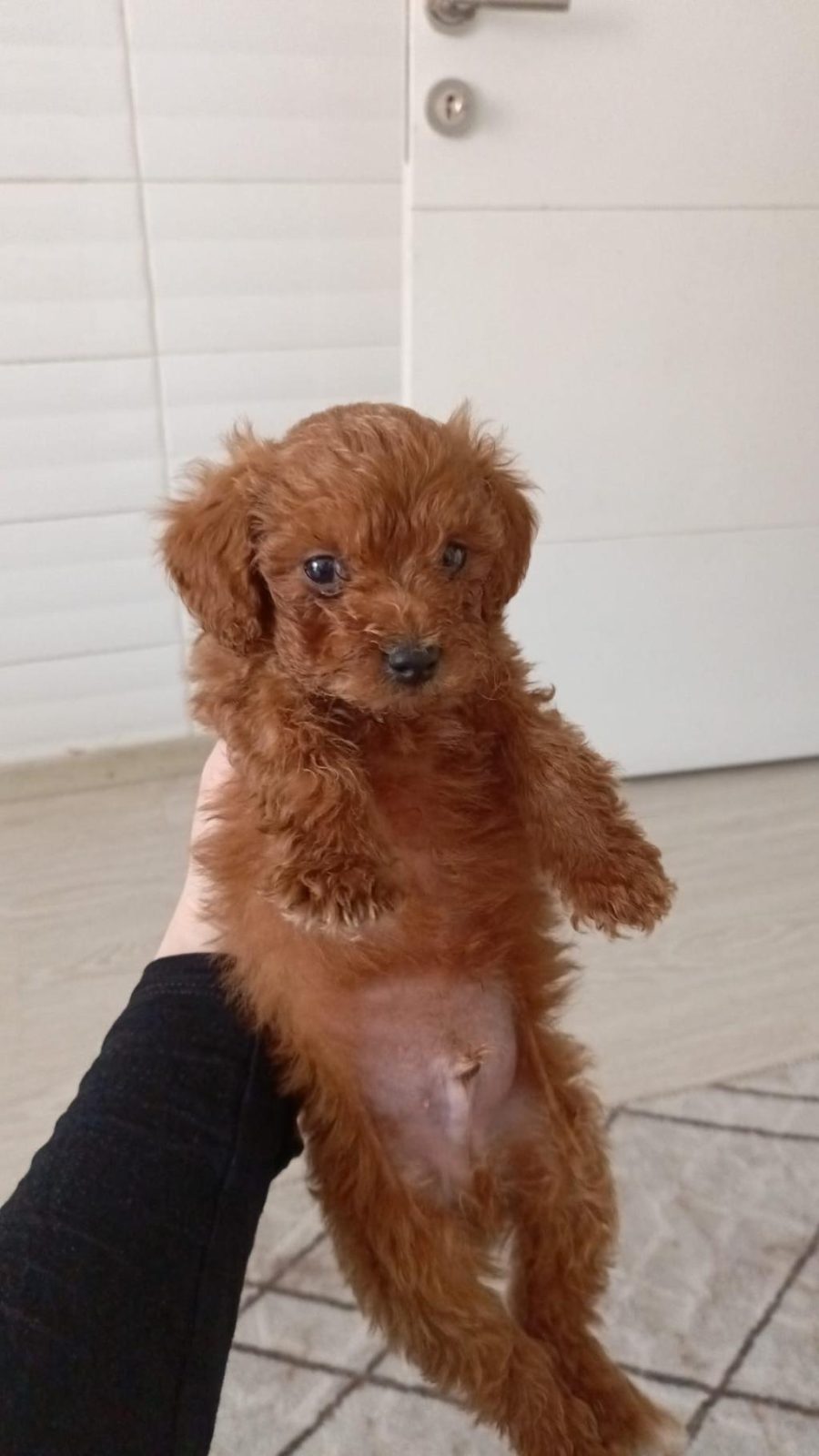 TOY POODLE YAVRU 40 GÜNLÜK