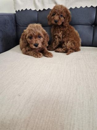 PODUL MALTİPOO KÖPEKLER