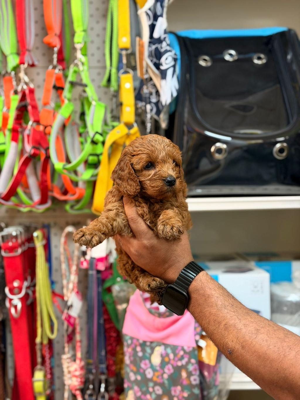 TOY POODLE YAVRULARIMIZ