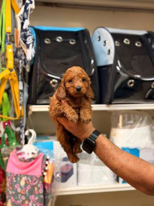 TOY POODLE YAVRULARIMIZ