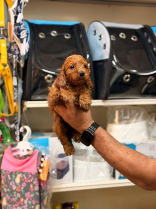 TOY POODLE YAVRULARIMIZ