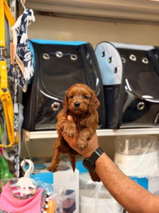 TOY POODLE YAVRULARIMIZ