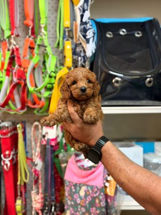 TOY POODLE YAVRULARIMIZ
