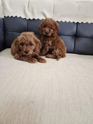 PODUL MALTİPOO KÖPEKLER