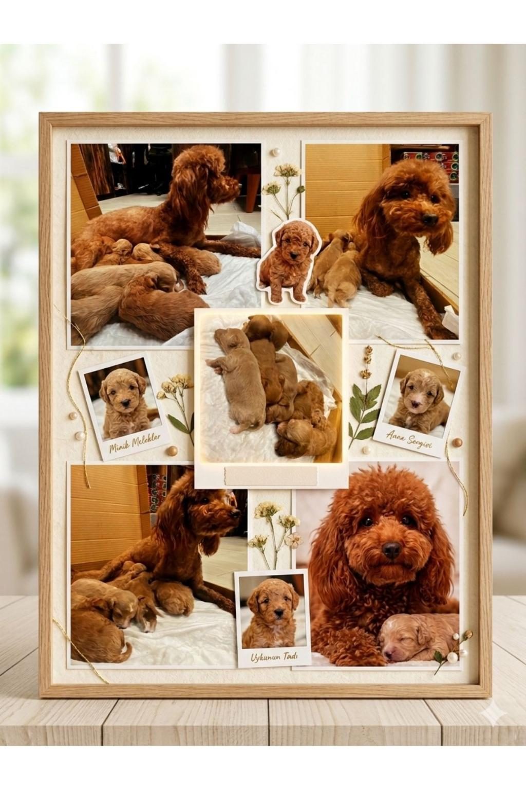 TOY POODLE YAVRULARIMIZ İÇİN YUVA ARANIYOR