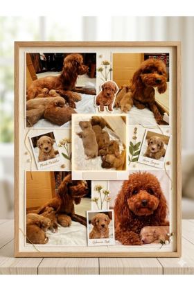 TOY POODLE YAVRULARIMIZ İÇİN YUVA ARANIYOR