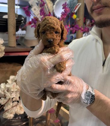 MİNİ BOY TOY POODLE YAVRULARIMIZ A KALİTE ŞECERELİ