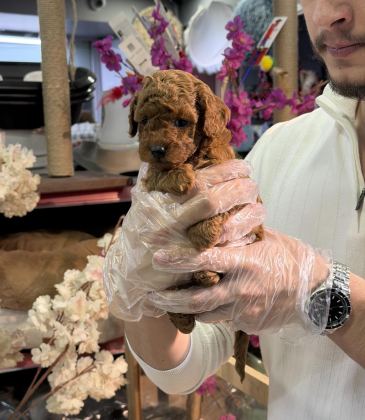 MİNİ BOY TOY POODLE YAVRULARIMIZ A KALİTE ŞECERELİ