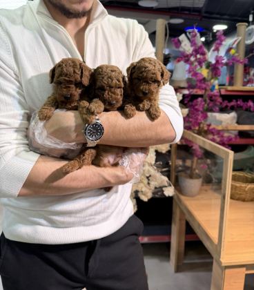 MİNİ BOY TOY POODLE YAVRULARIMIZ A KALİTE ŞECERELİ