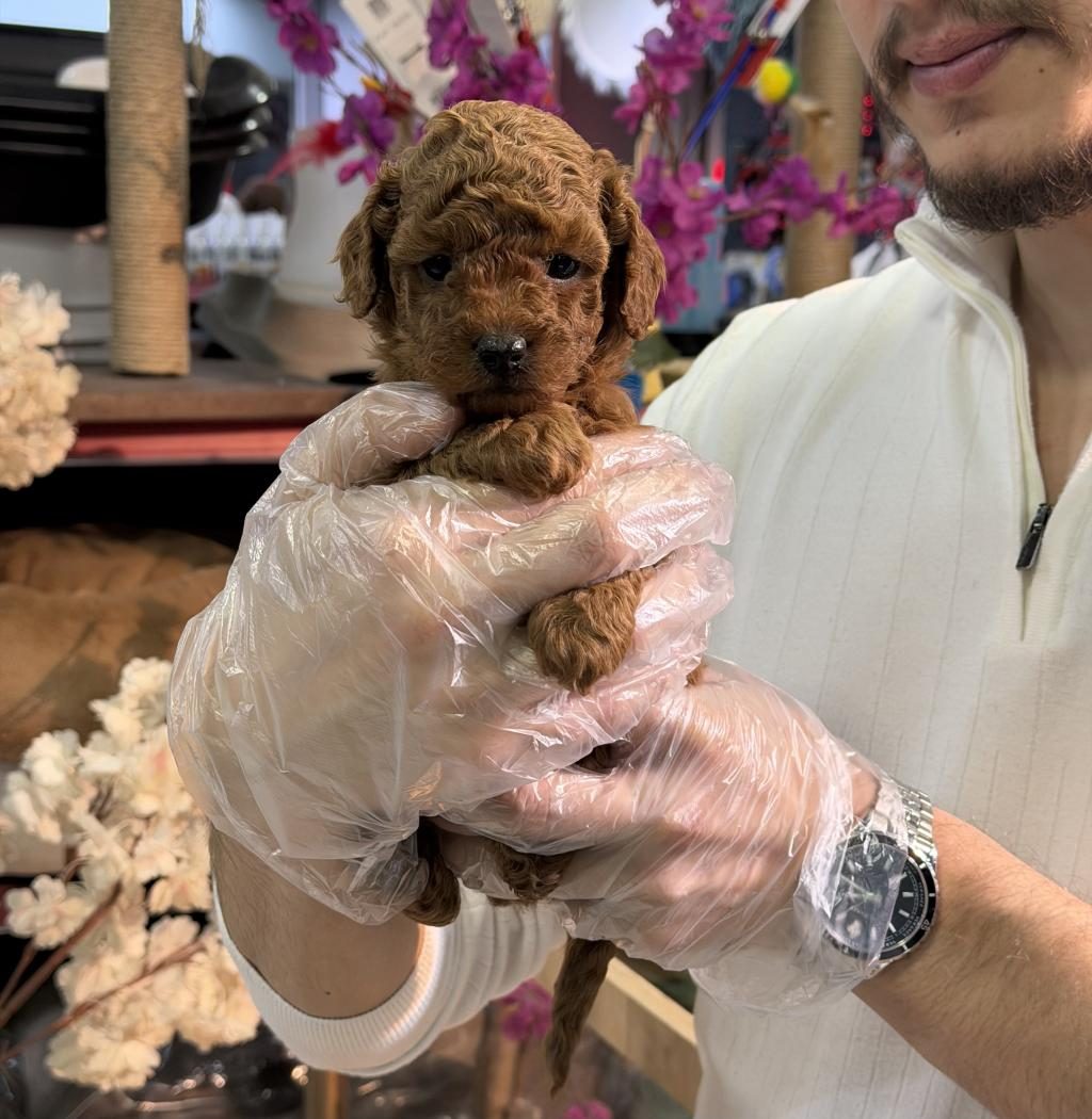 MİNİ BOY TOY POODLE YAVRULARIMIZ A KALİTE ŞECERELİ