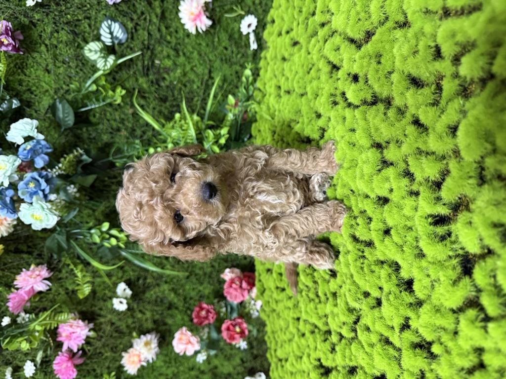 EN MİNİ BOY POODLE BEBEKLERİ