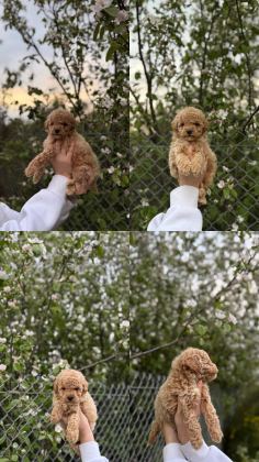 POODLE YAVRUMUZ YENİ YUVASINI ARIYOR