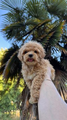 KORE MALTİPOO YAVRUMUZ YENİ YUVASINA HAZIR