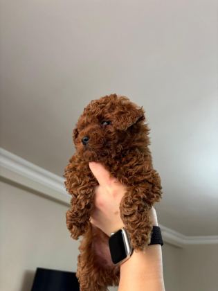 RED BROWN POODLE YAVRULARIMIZ YENİ YUVASINI ARIYOR