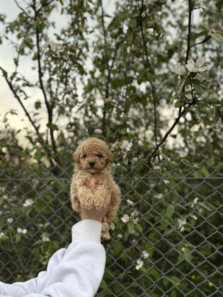 POODLE YAVRUMUZ YENİ YUVASINI ARIYOR