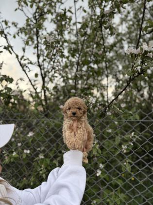 POODLE YAVRUMUZ YENİ YUVASINI ARIYOR