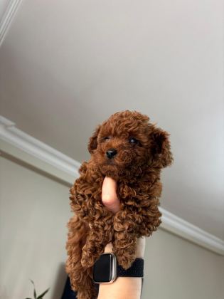 RED BROWN POODLE YAVRULARIMIZ YENİ YUVASINI ARIYOR