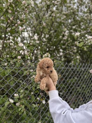 POODLE YAVRUMUZ YENİ YUVASINI ARIYOR