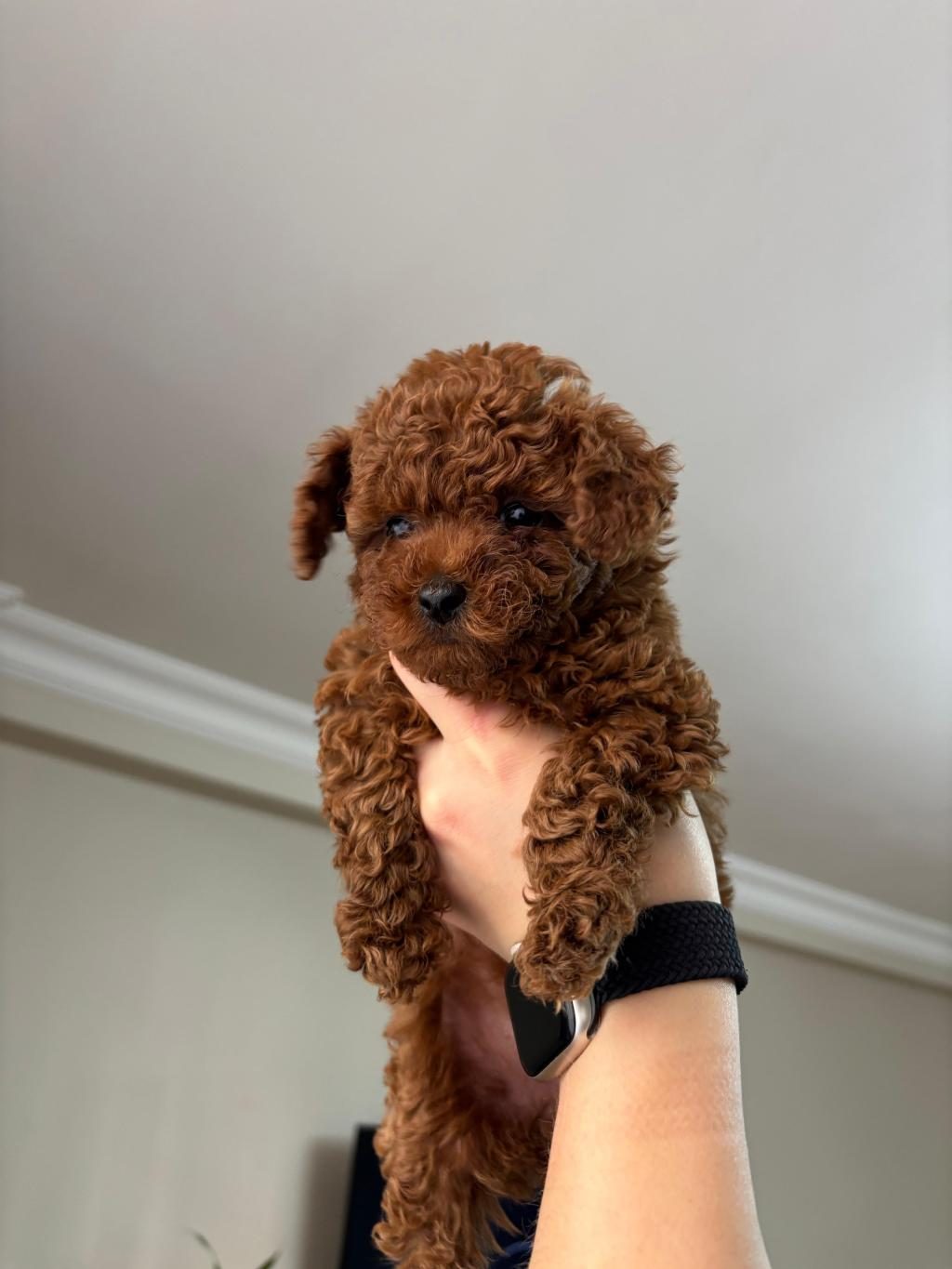 RED BROWN POODLE YAVRULARIMIZ YENİ YUVASINI ARIYOR