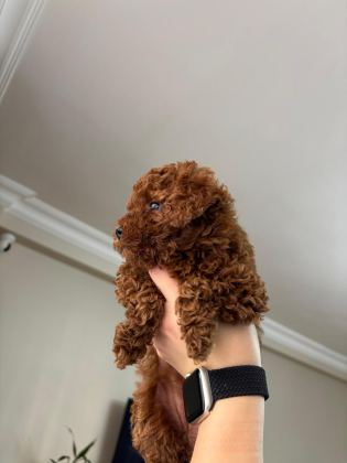 RED BROWN POODLE YAVRULARIMIZ YENİ YUVASINI ARIYOR