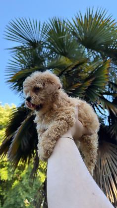 KORE MALTİPOO YAVRUMUZ YENİ YUVASINA HAZIR