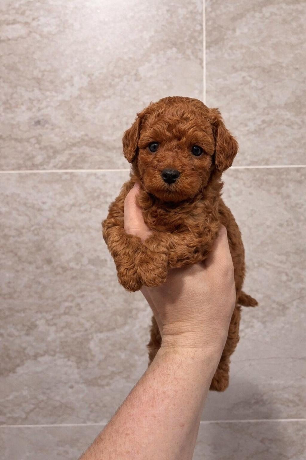 MİNİ BOY TOY POODLE YAVRULAR