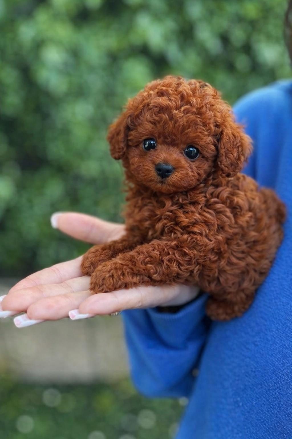 RUHSATLI ÜRETİMDEN RED TOY POODLE YAVRULAR