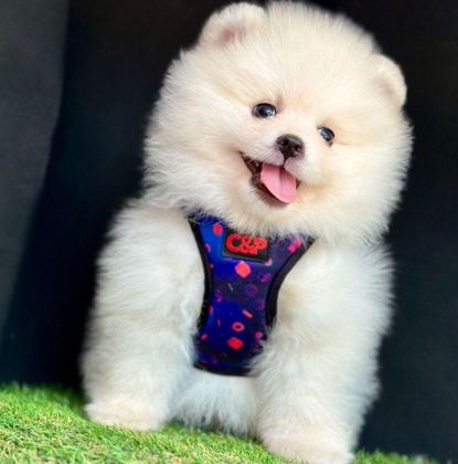 SEVİMLİ POMERANİAN BOO YAVRULARIMIZ