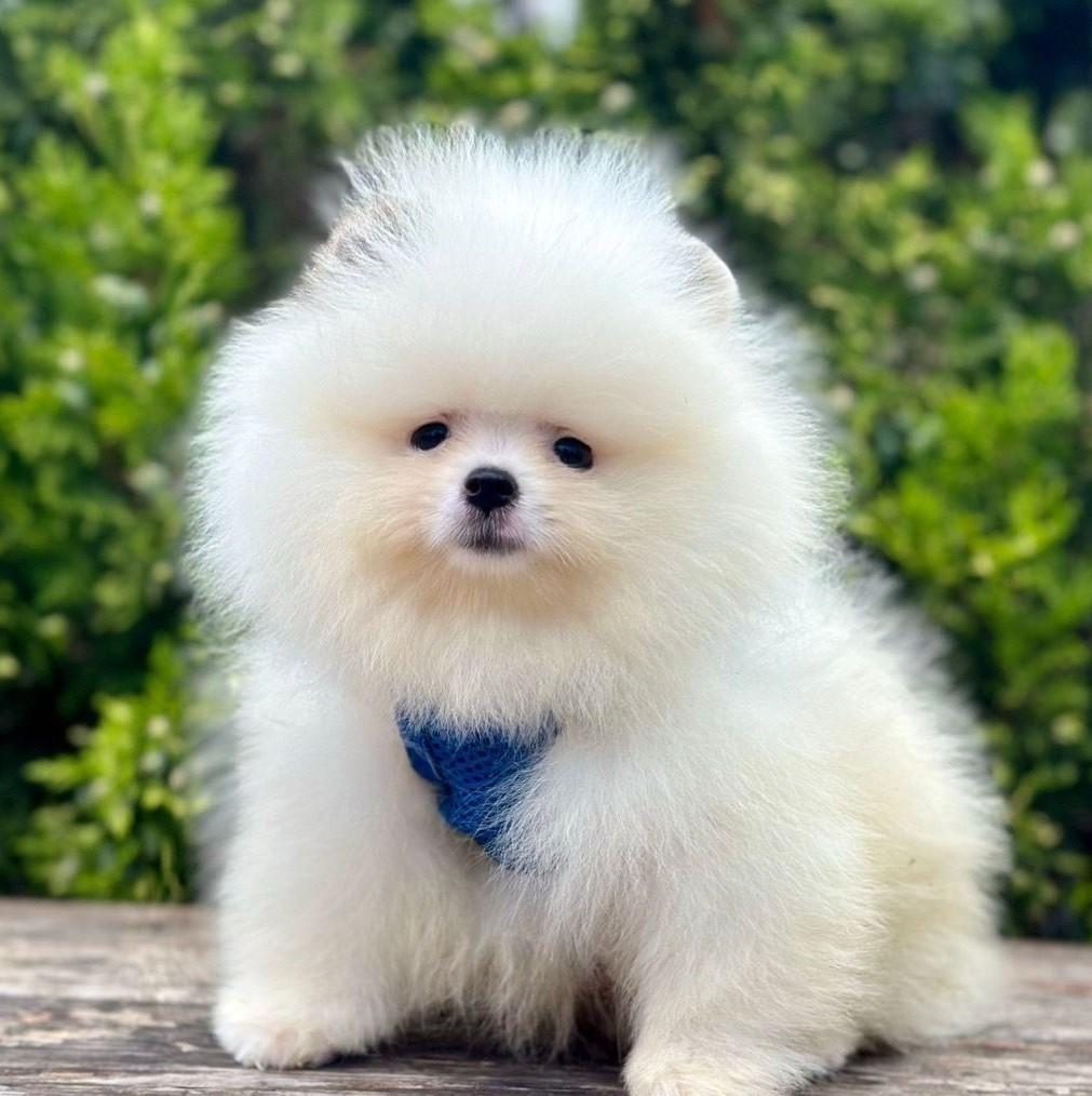 SEVİMLİ POMERANİAN BOO YAVRULARIMIZ