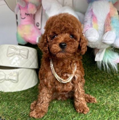SEVİMLİ TOY POODLE YAVRULARIMIZ